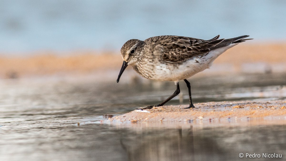 White-rumped Sandpiper - ML121664831