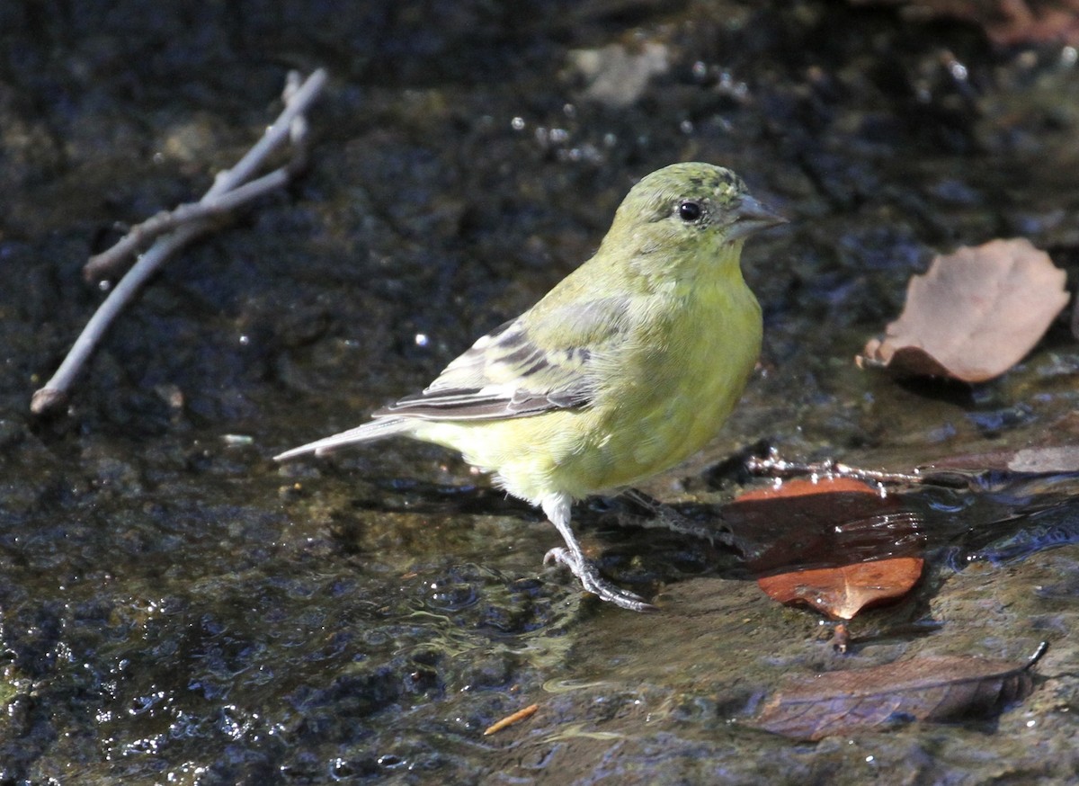 Lesser Goldfinch - ML121664851