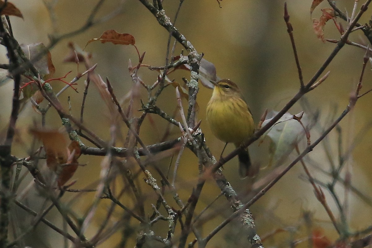 Palm Warbler (Yellow) - Tim Lenz