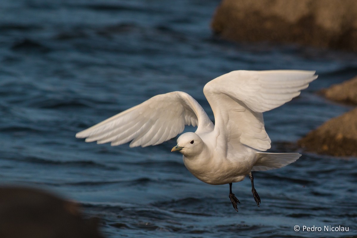 Ivory Gull - Pedro Nicolau