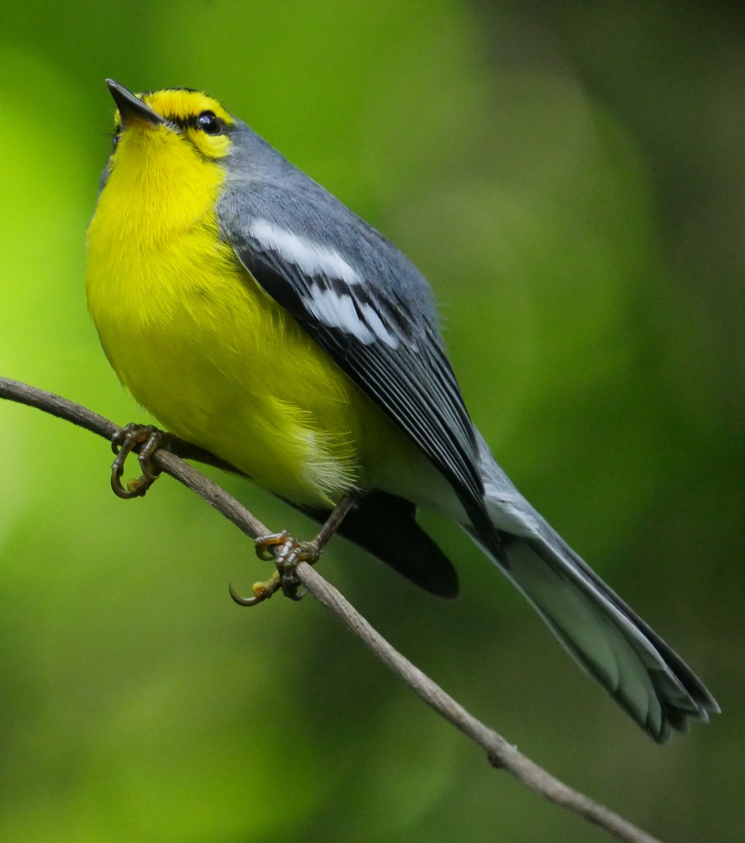 St. Lucia Warbler - Roger Horn