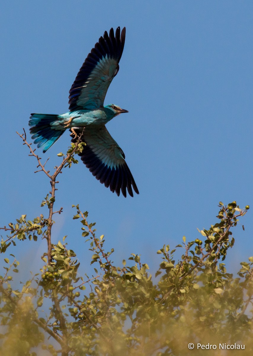 Karraka europarra - ML121665791