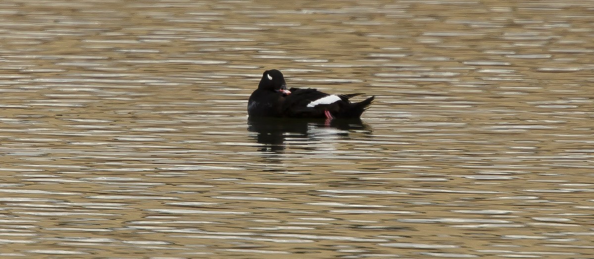 duck sp. - Peter Murray