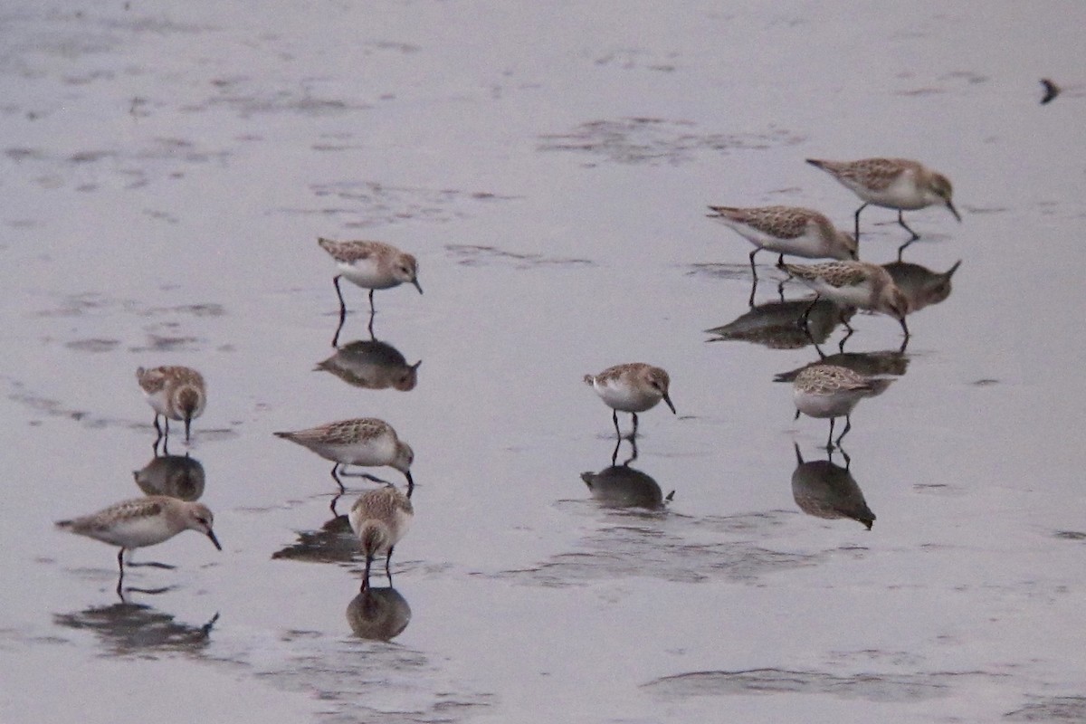 Semipalmated Sandpiper - ML121668421