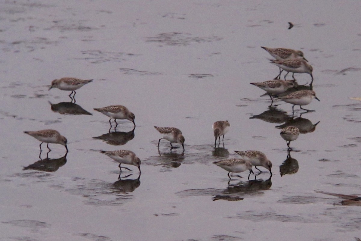 Semipalmated Sandpiper - ML121668431