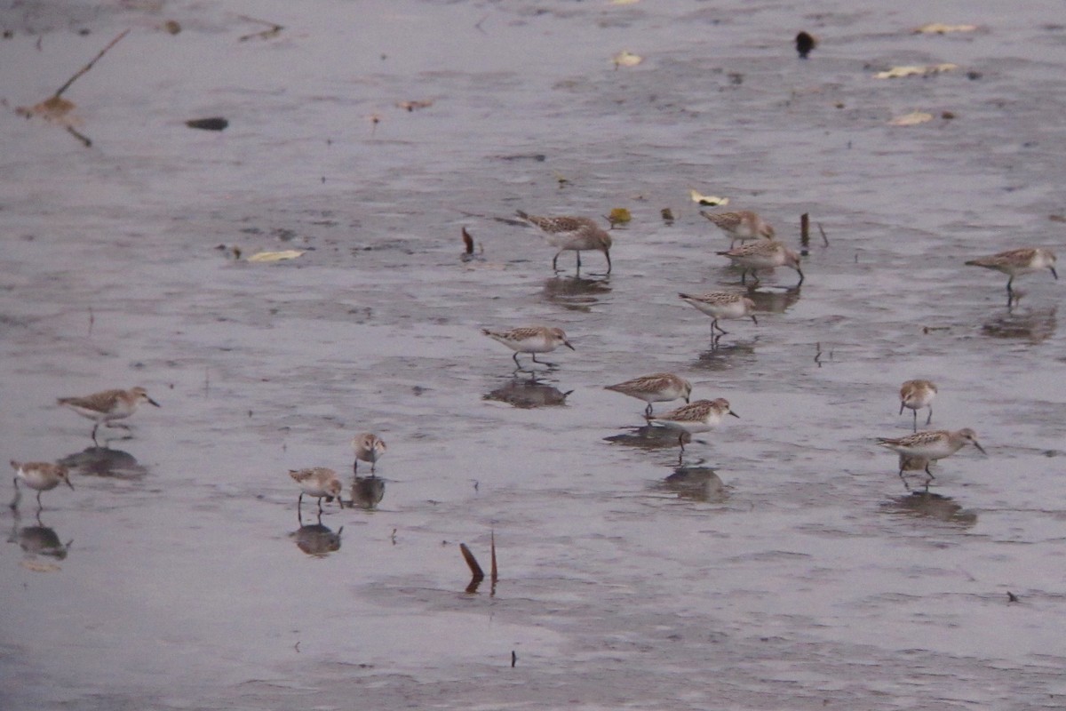 Semipalmated Sandpiper - ML121668441