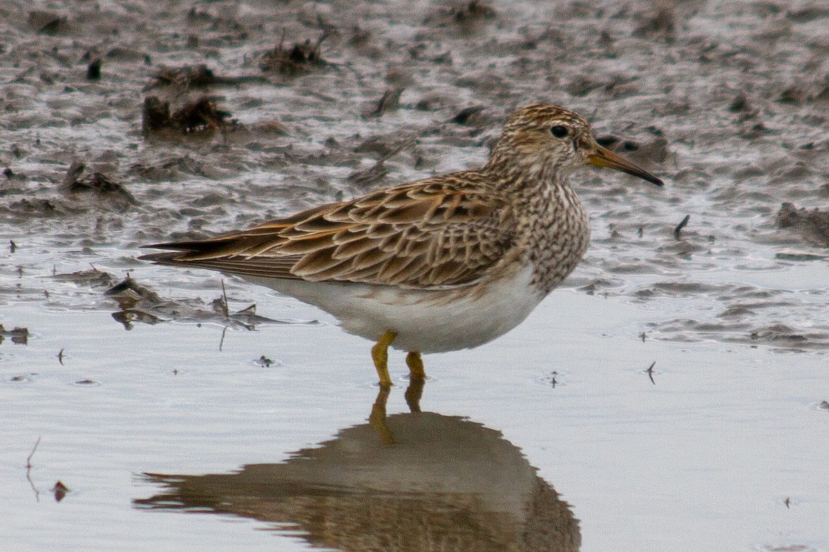 Graubrust-Strandläufer - ML121668581