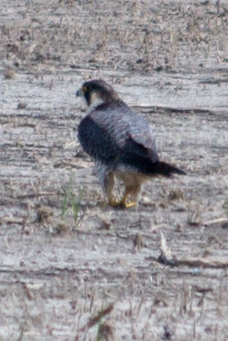 Halcón Peregrino - ML121668691