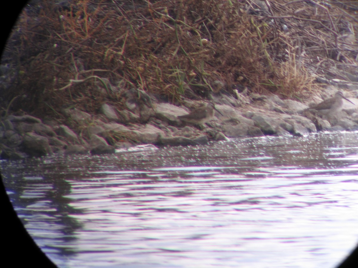 Long-billed Dowitcher - ML121670281