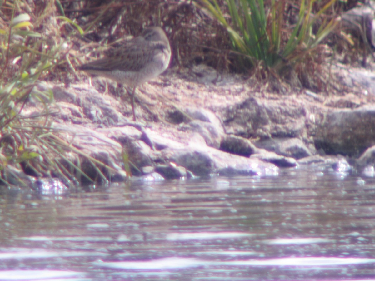 Long-billed Dowitcher - ML121670361