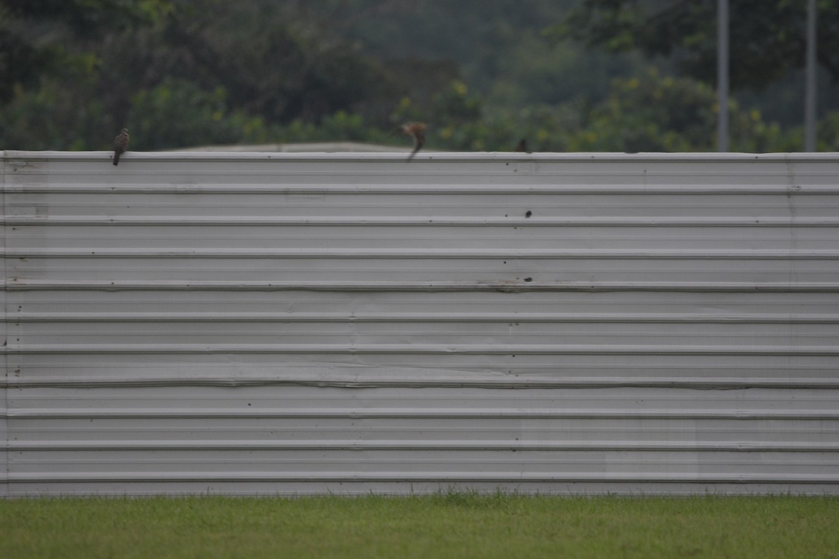 Spotted Dove - ML121673671