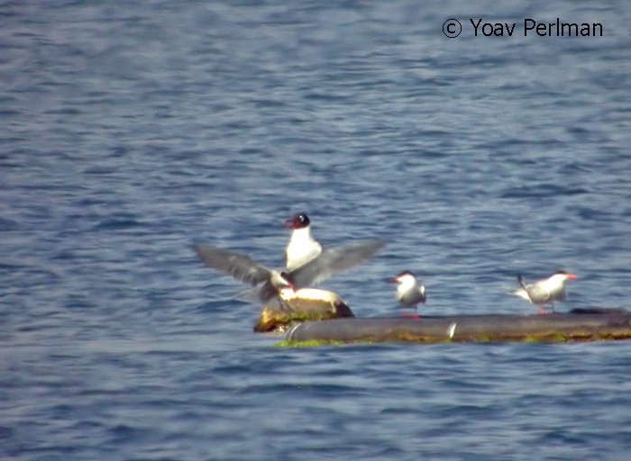 Franklin's Gull - ML121676761