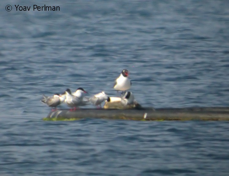 Gaviota Pipizcan - ML121676771