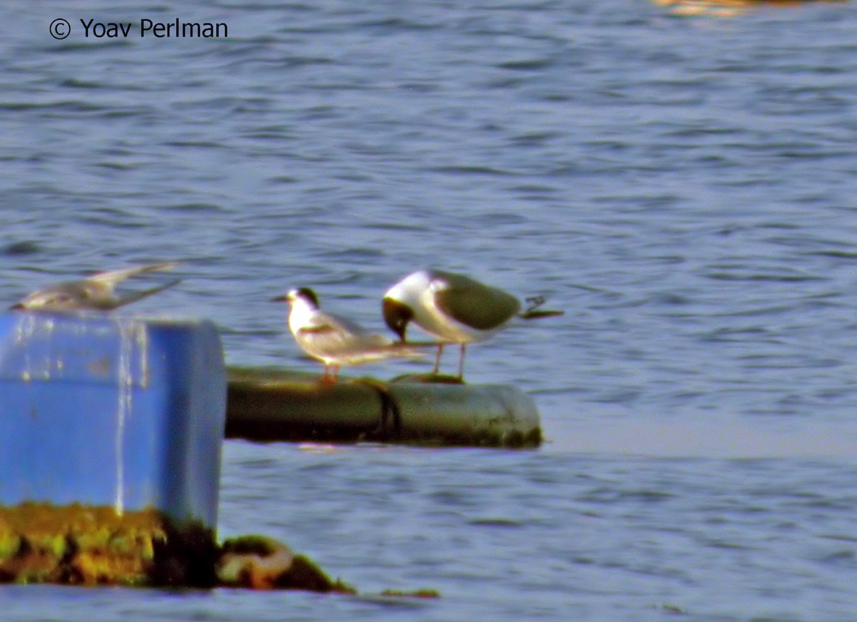 Franklin's Gull - ML121676831