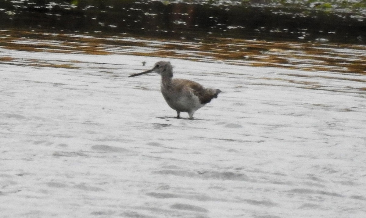 Greater Yellowlegs - ML121676881