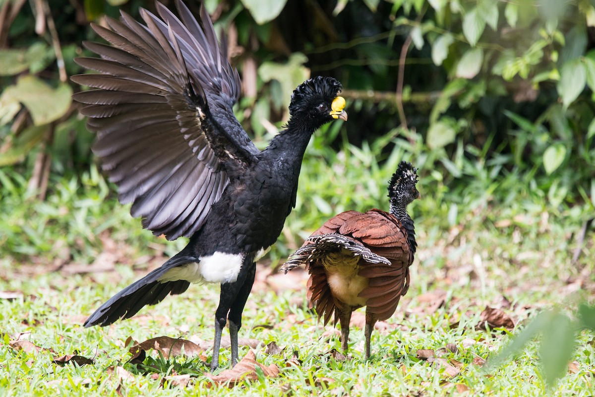 Great Curassow - Nic Allen