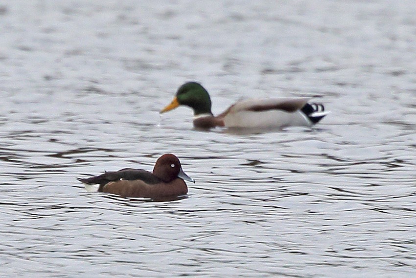 Ундар шумбуур - ML121677121