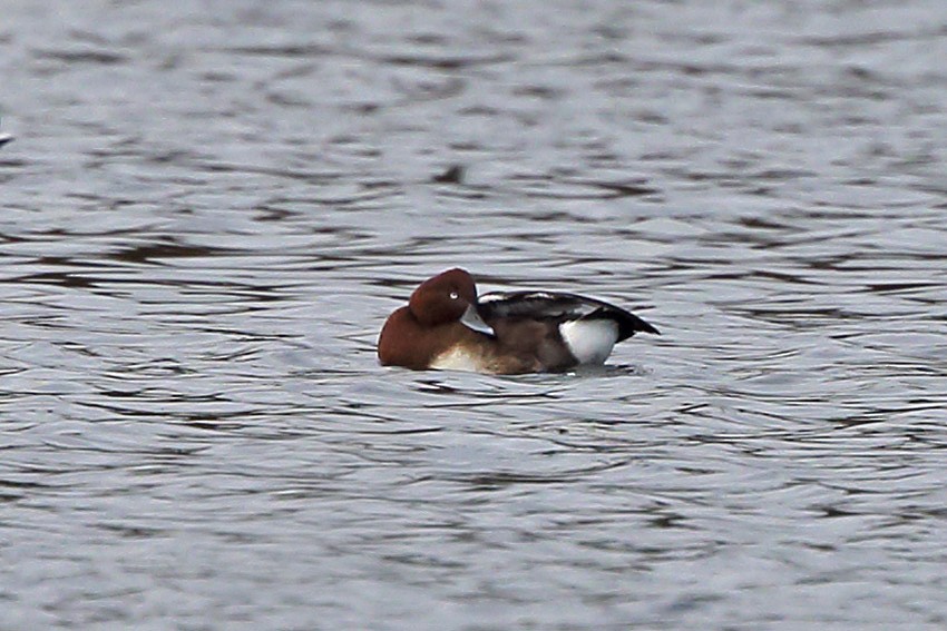 Ундар шумбуур - ML121677131