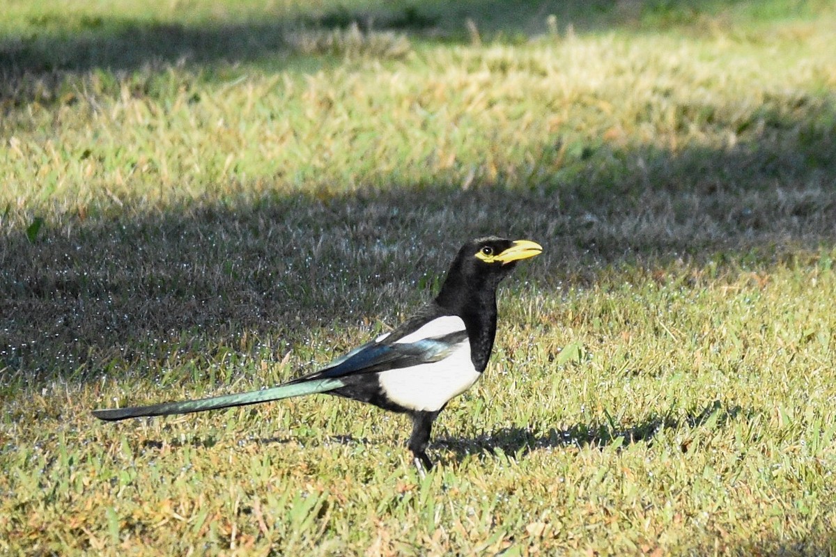 Yellow-billed Magpie - ML121677151