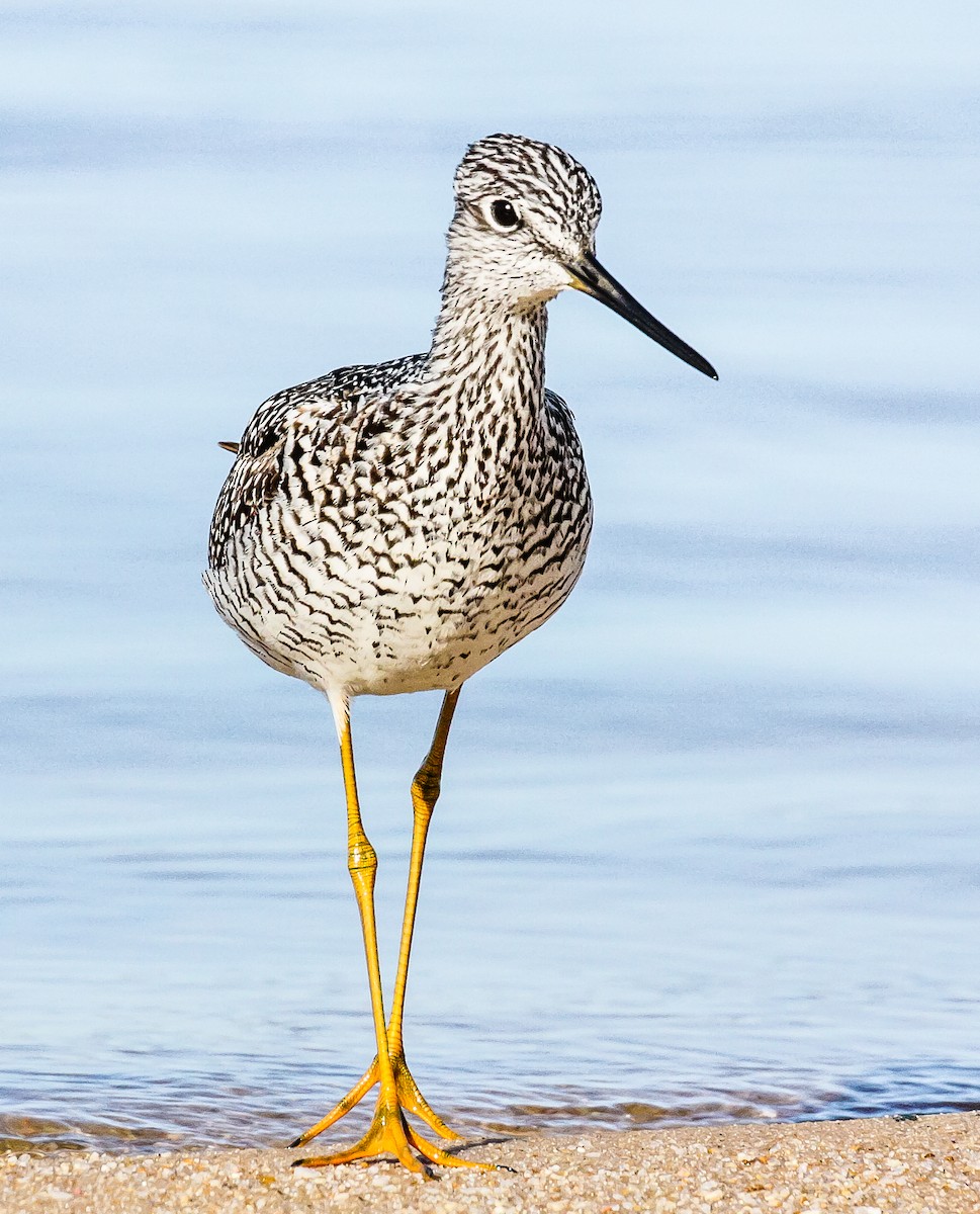 Greater Yellowlegs - ML121677331
