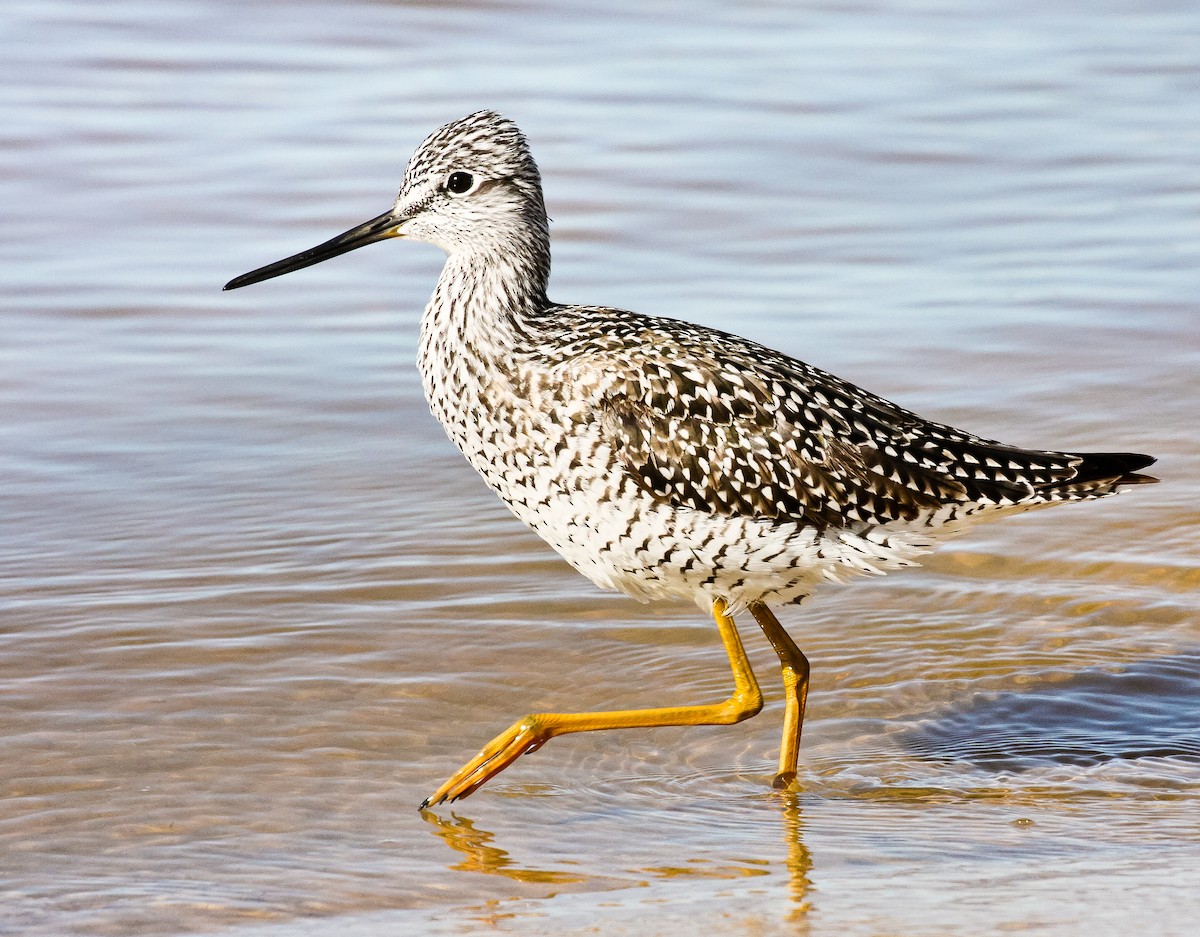 Greater Yellowlegs - ML121677441