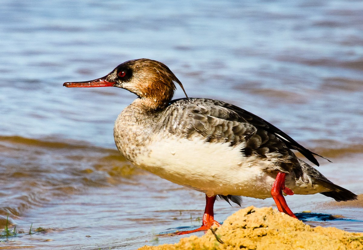 Red-breasted Merganser - ML121677611