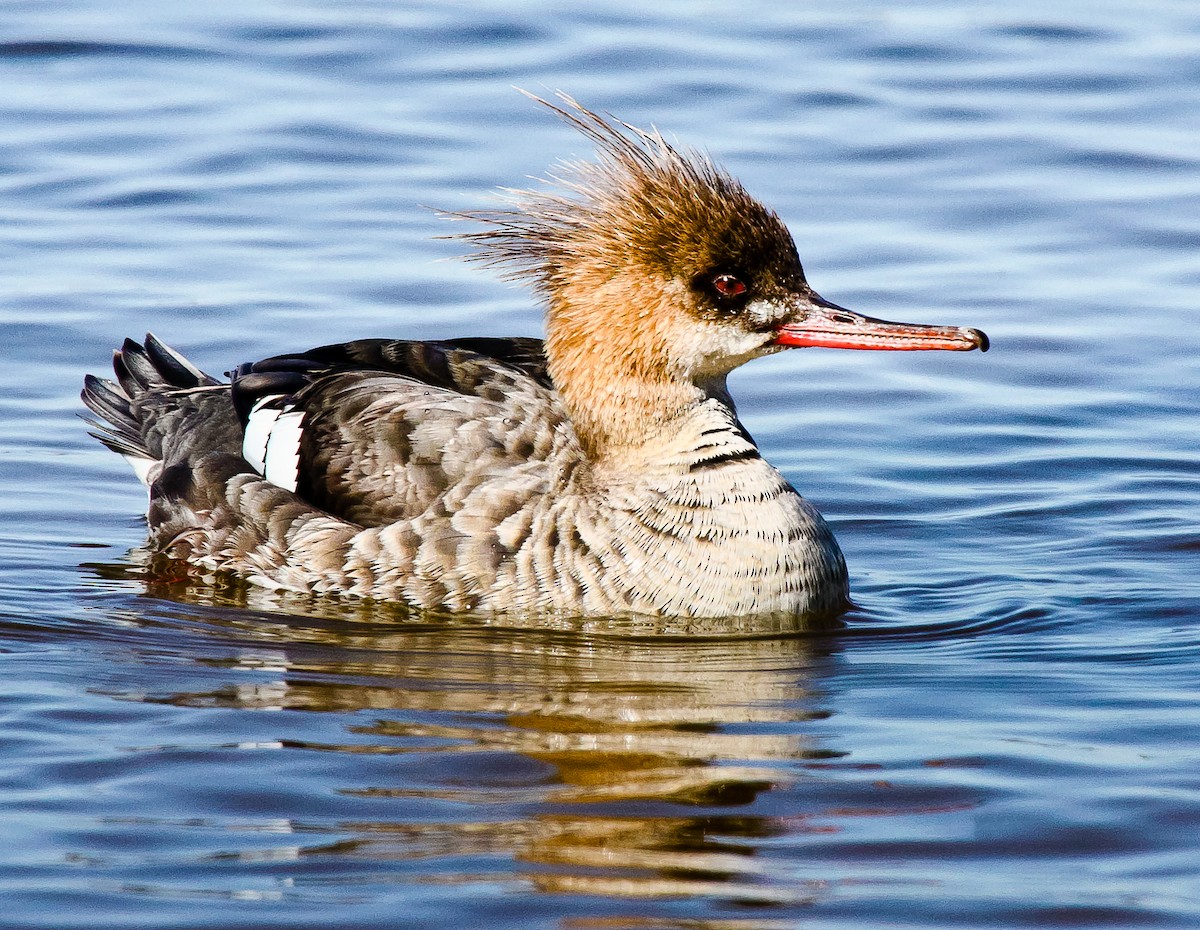 Red-breasted Merganser - ML121677641