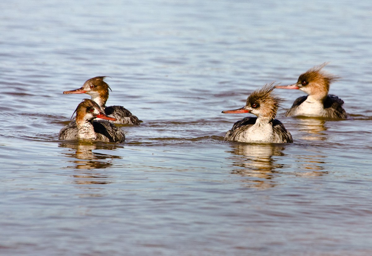 Red-breasted Merganser - ML121677671