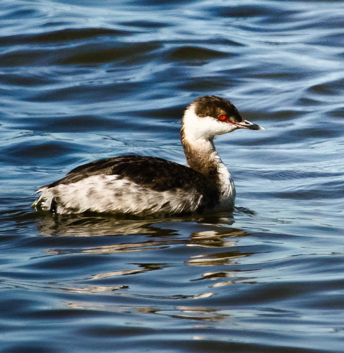 Horned Grebe - ML121677731