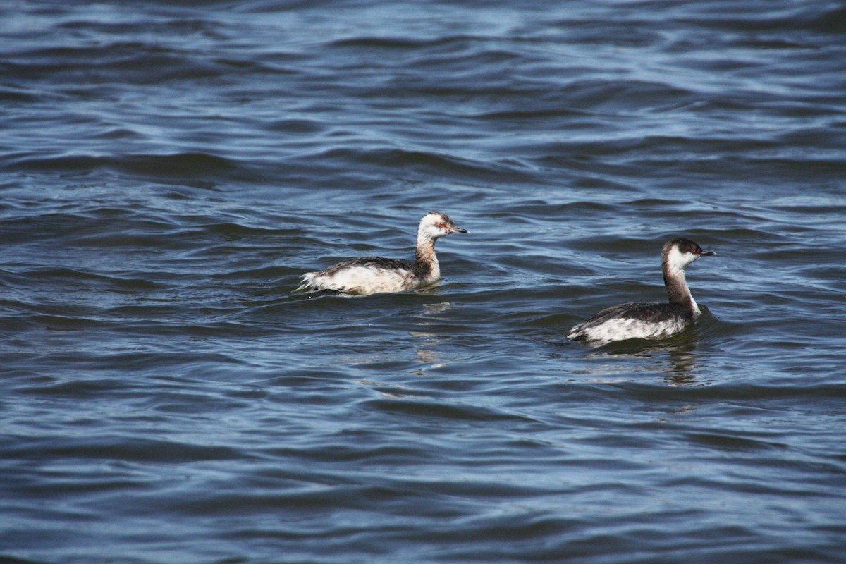 Horned Grebe - ML121677741
