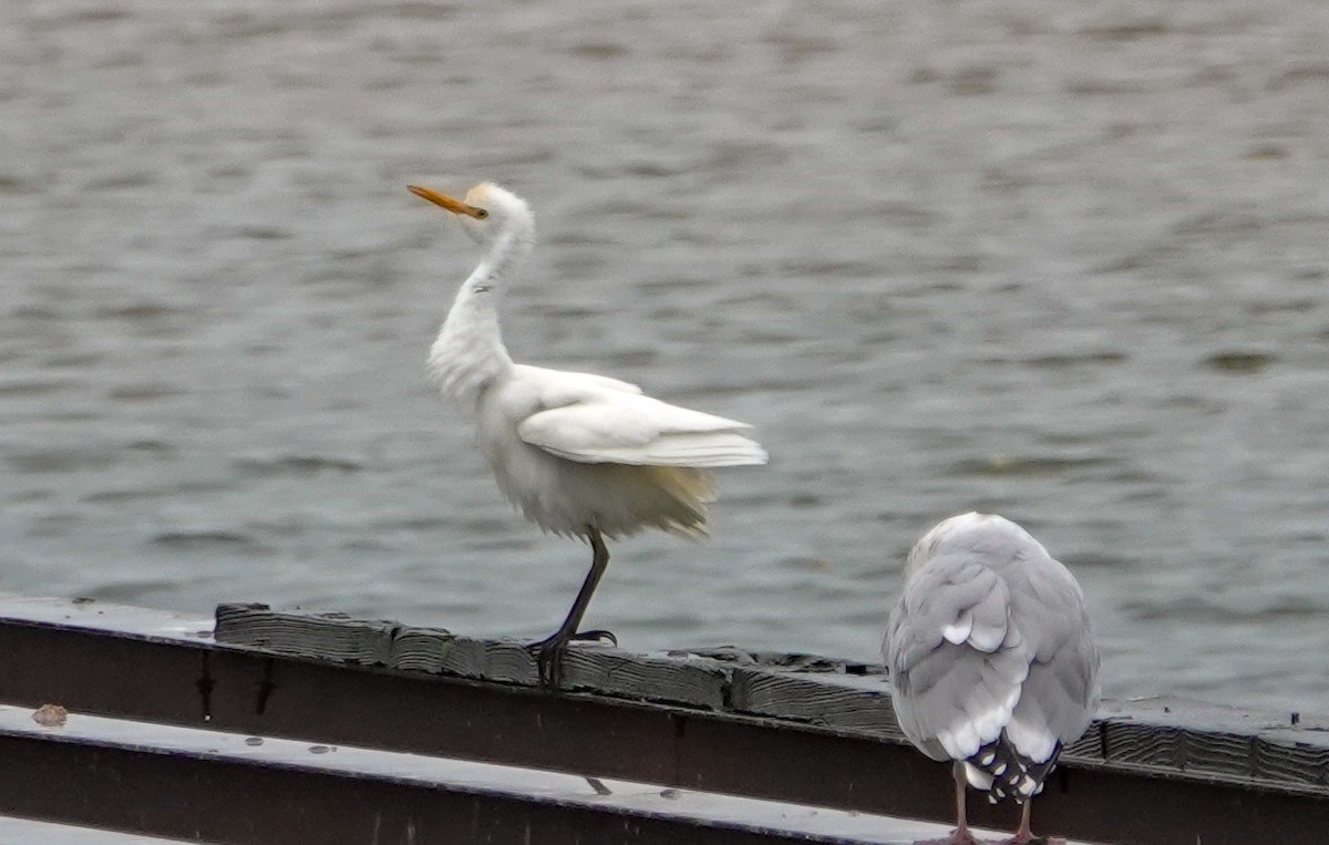 Western Cattle-Egret - Gale VerHague