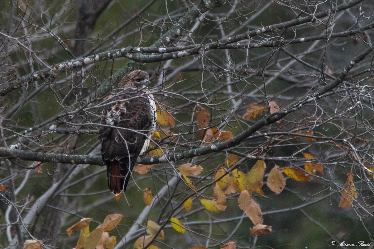 Red-tailed Hawk - ML121681441