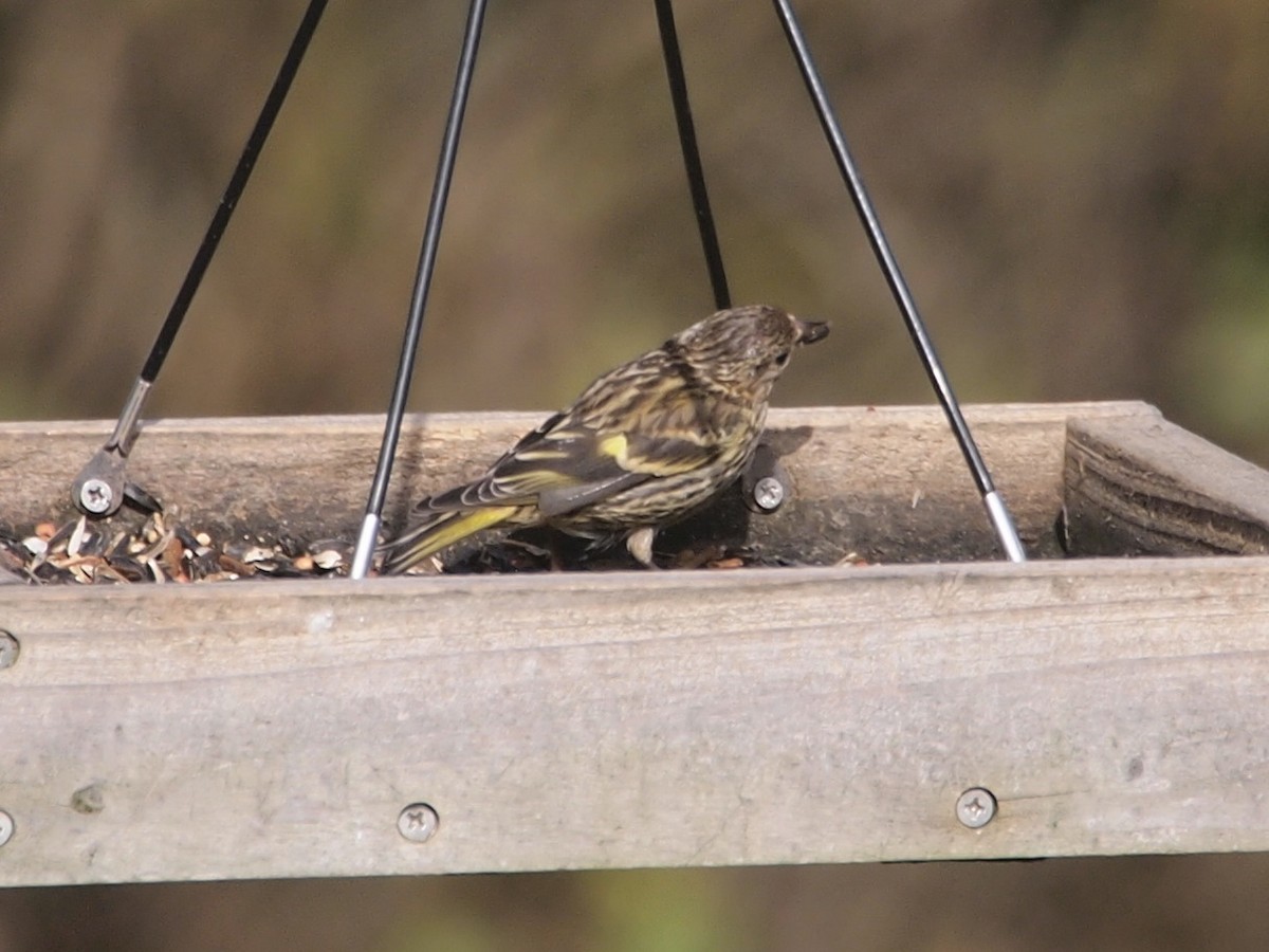 Pine Siskin - ML121681571