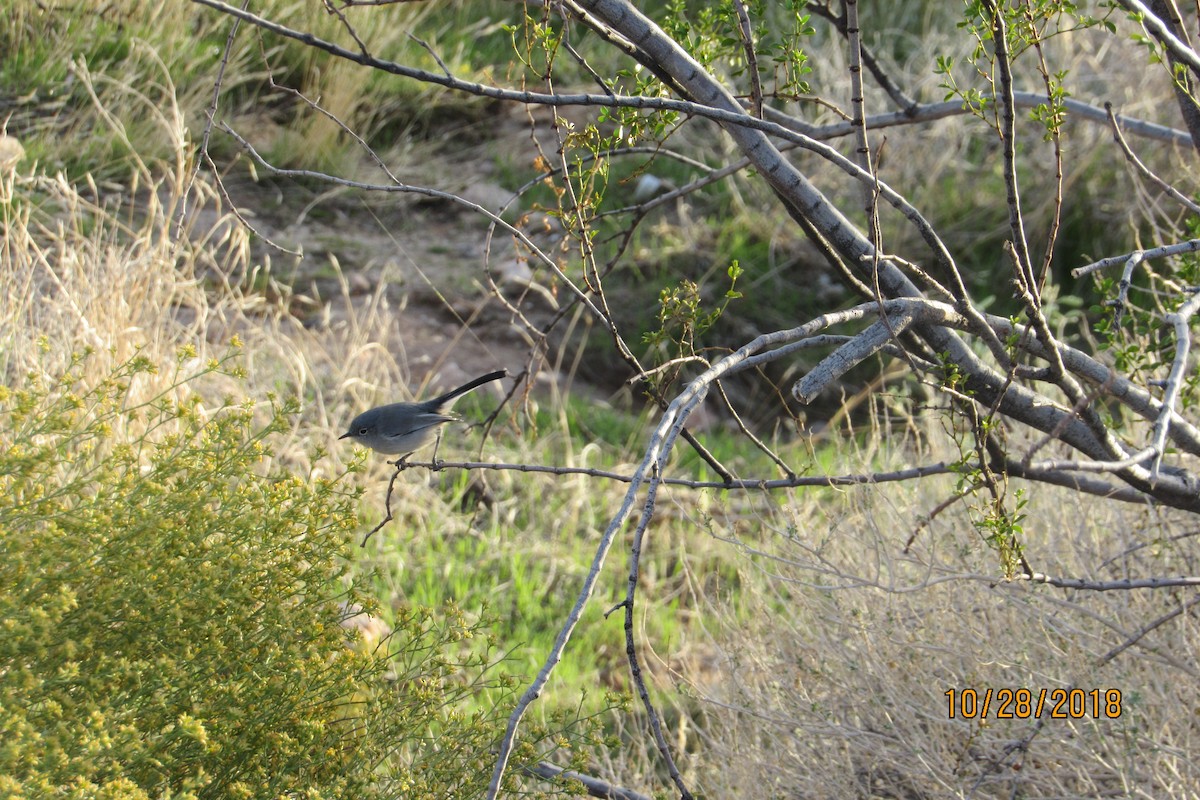 Black-tailed Gnatcatcher - ML121681591