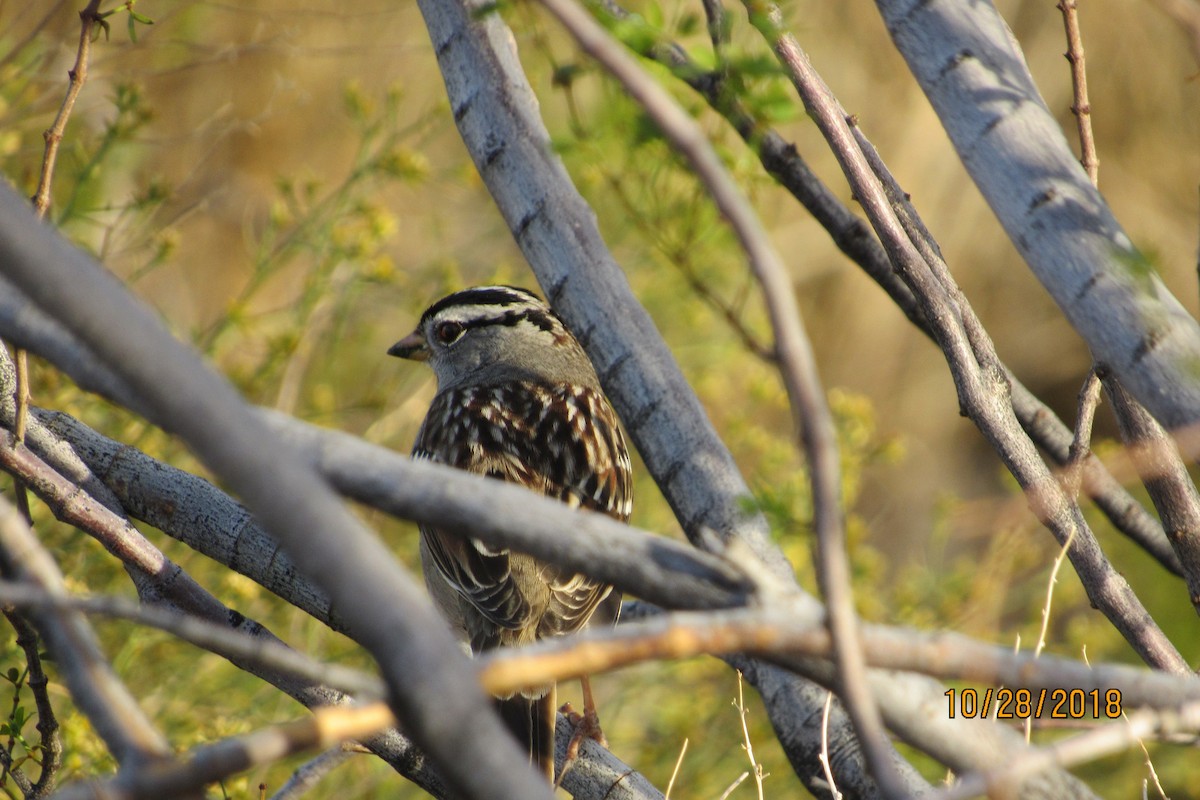 White-crowned Sparrow - ML121681761