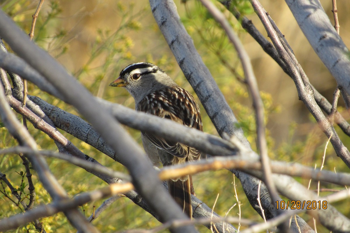 White-crowned Sparrow - ML121681771