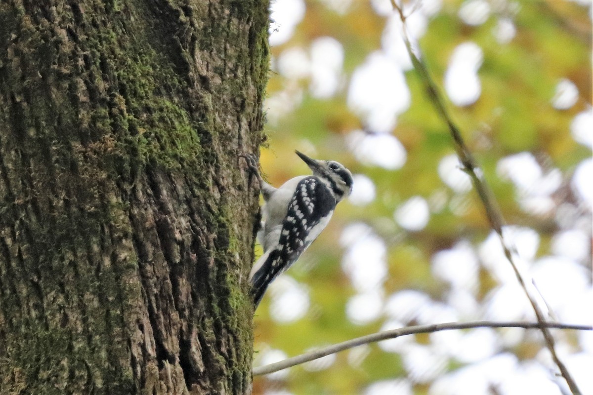 Hairy Woodpecker - ML121682271