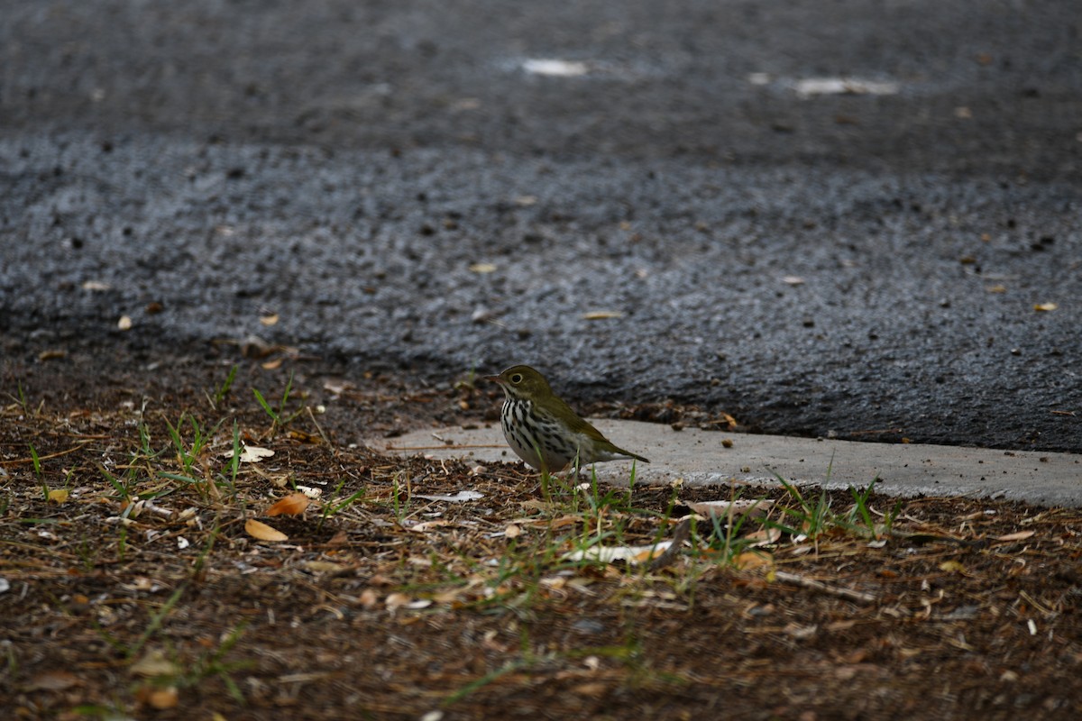 Ovenbird - ML121685561