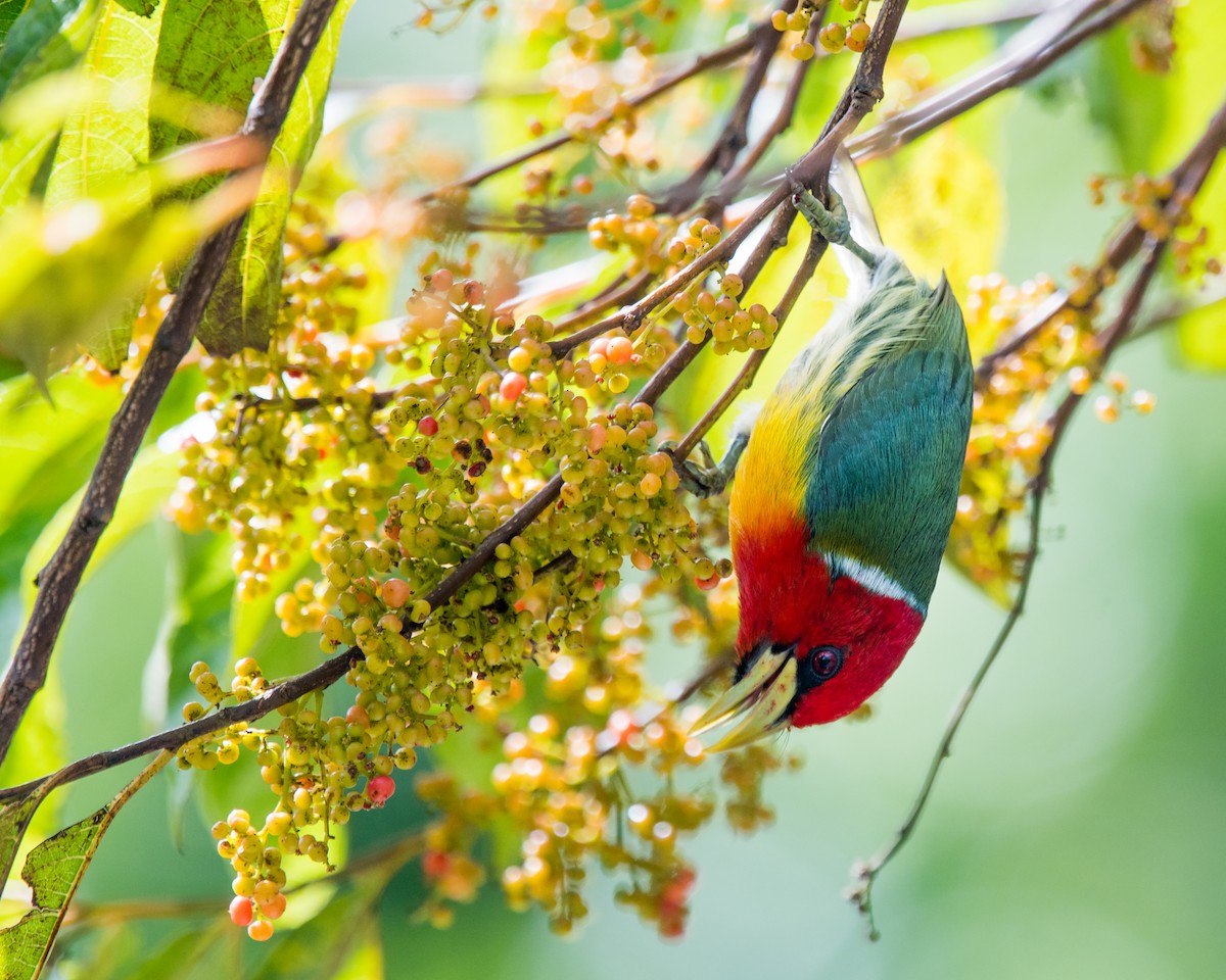 Red-headed Barbet - Nic Allen