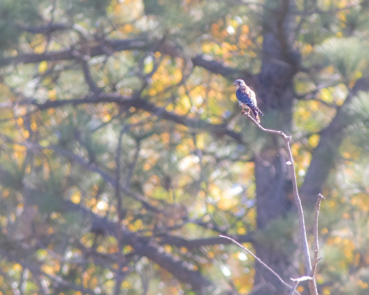 American Kestrel - ML121687311