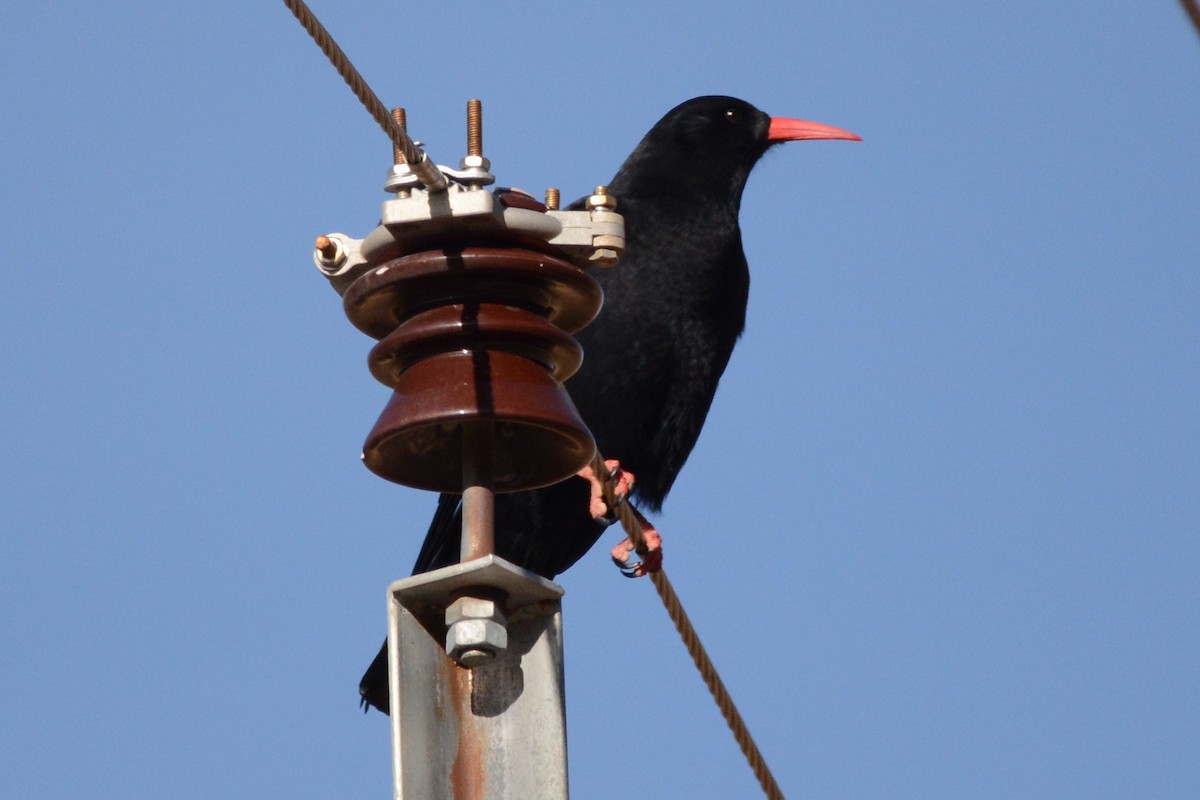 Red-billed Chough - Cathy Pasterczyk