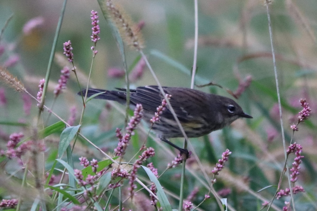 Yellow-rumped Warbler - ML121688911