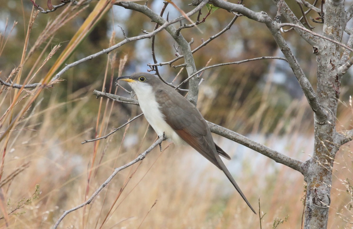 Yellow-billed Cuckoo - Wendy Alexander