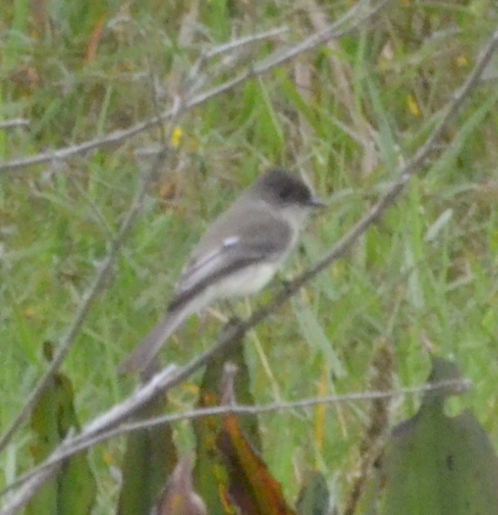 Eastern Phoebe - ML121690201