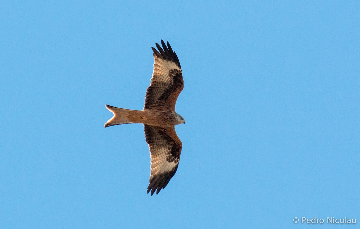 Red Kite - Pedro Nicolau