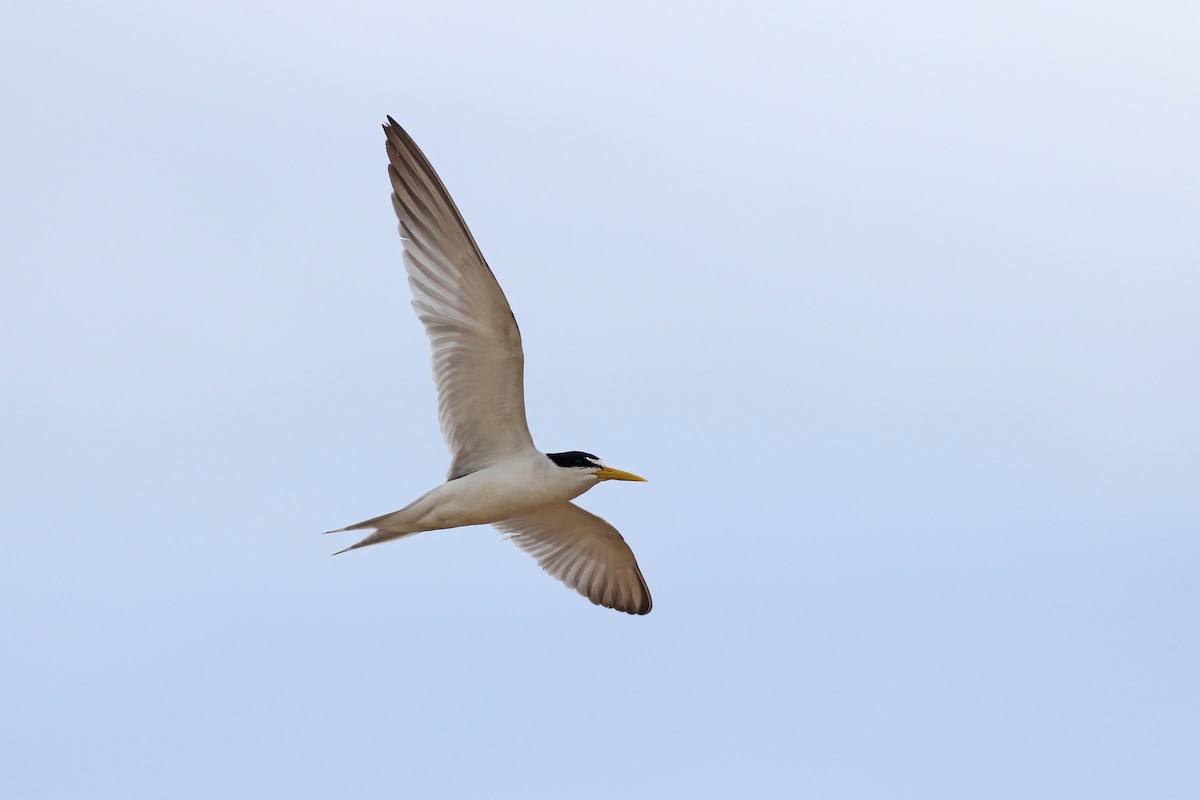 Yellow-billed Tern - Nick Bonomo