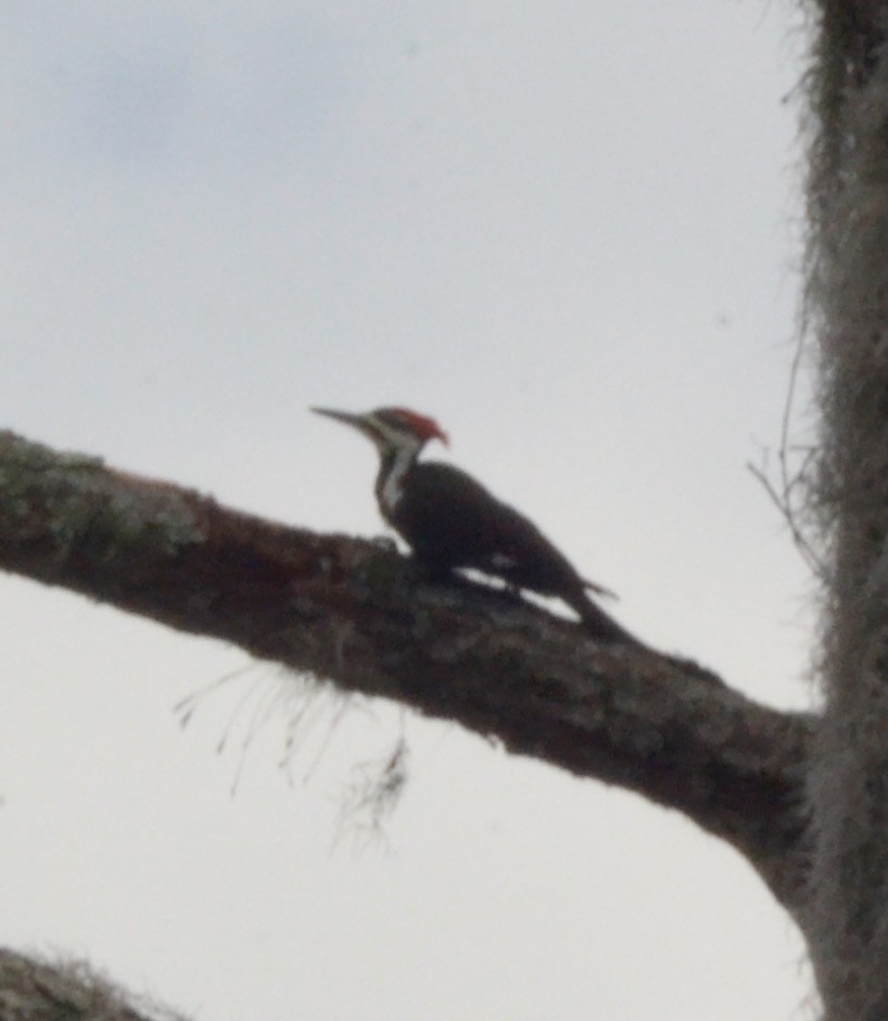 Pileated Woodpecker - Margaret Merar