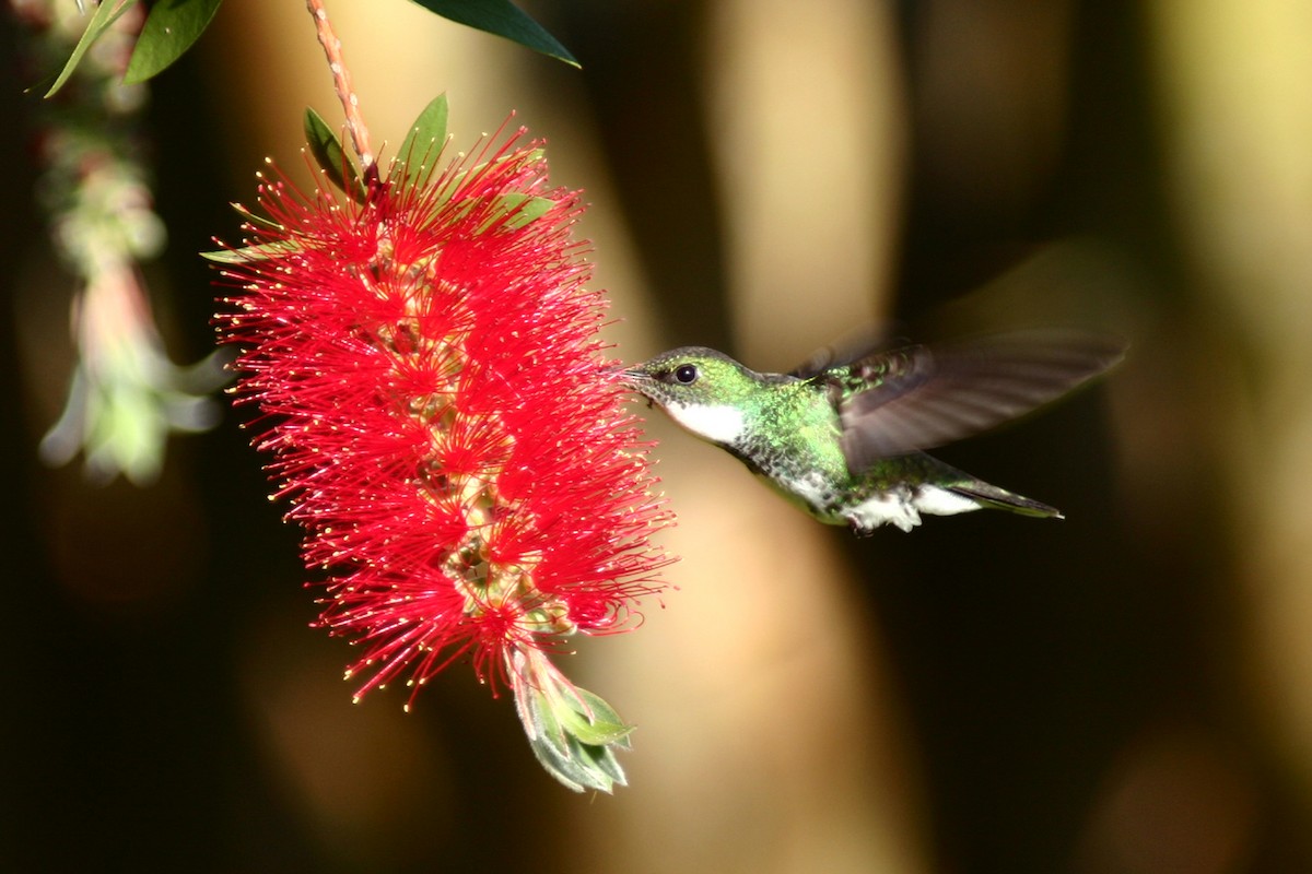kolibřík límcový - ML121690981