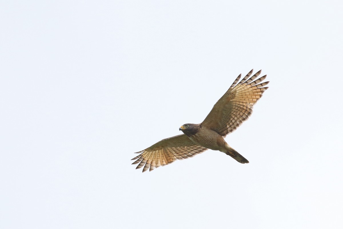 Roadside Hawk - Nick Bonomo