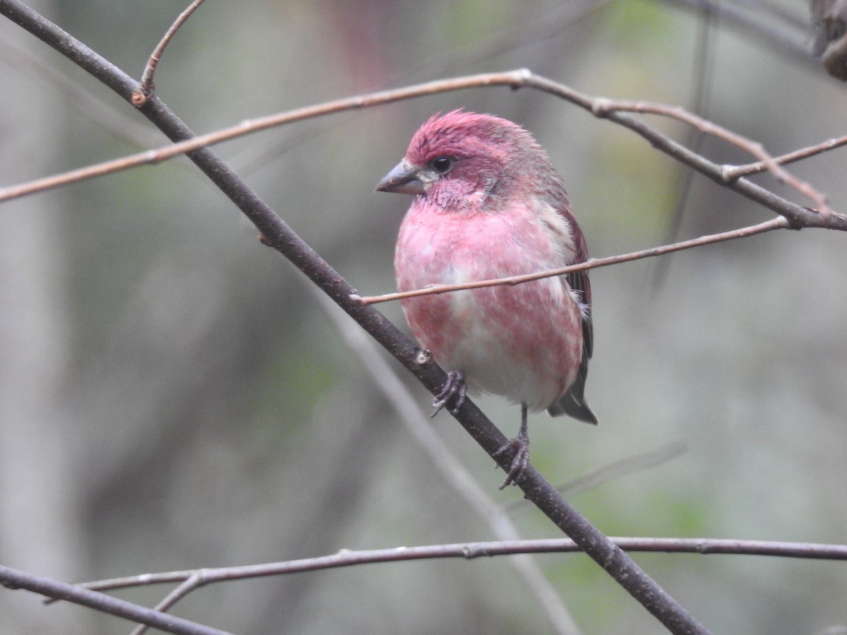 Purple Finch - ML121691281